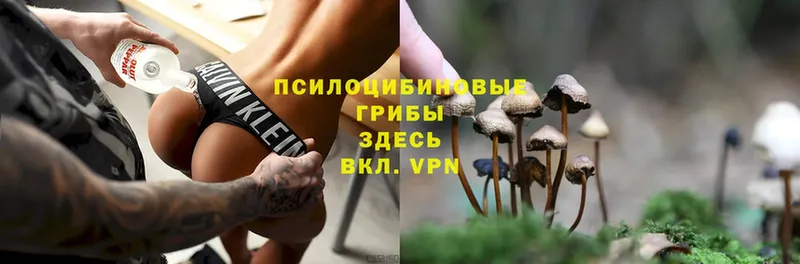 купить наркотики цена Алагир Псилоцибиновые грибы мицелий